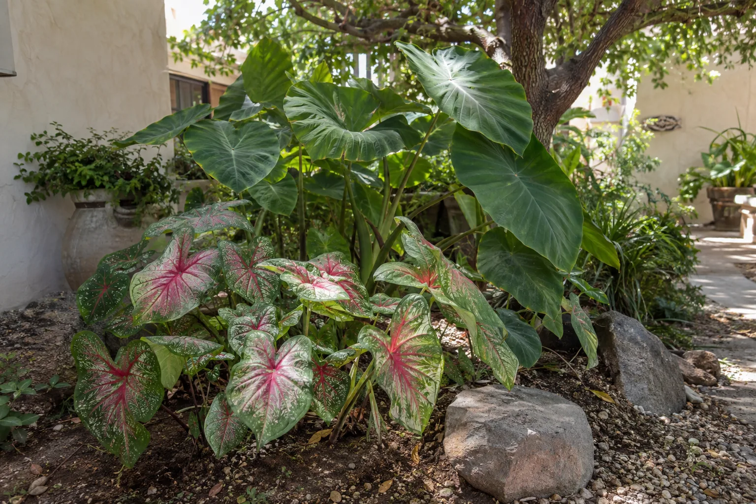 Large elephant ear leaves and red caladium rising above groundcover in a shaded courtyard
