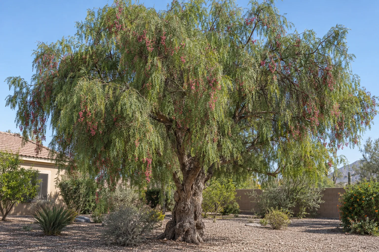 California pepper tree with a gnarled trunk, weeping feathery foliage and clusters of rose-pink berries