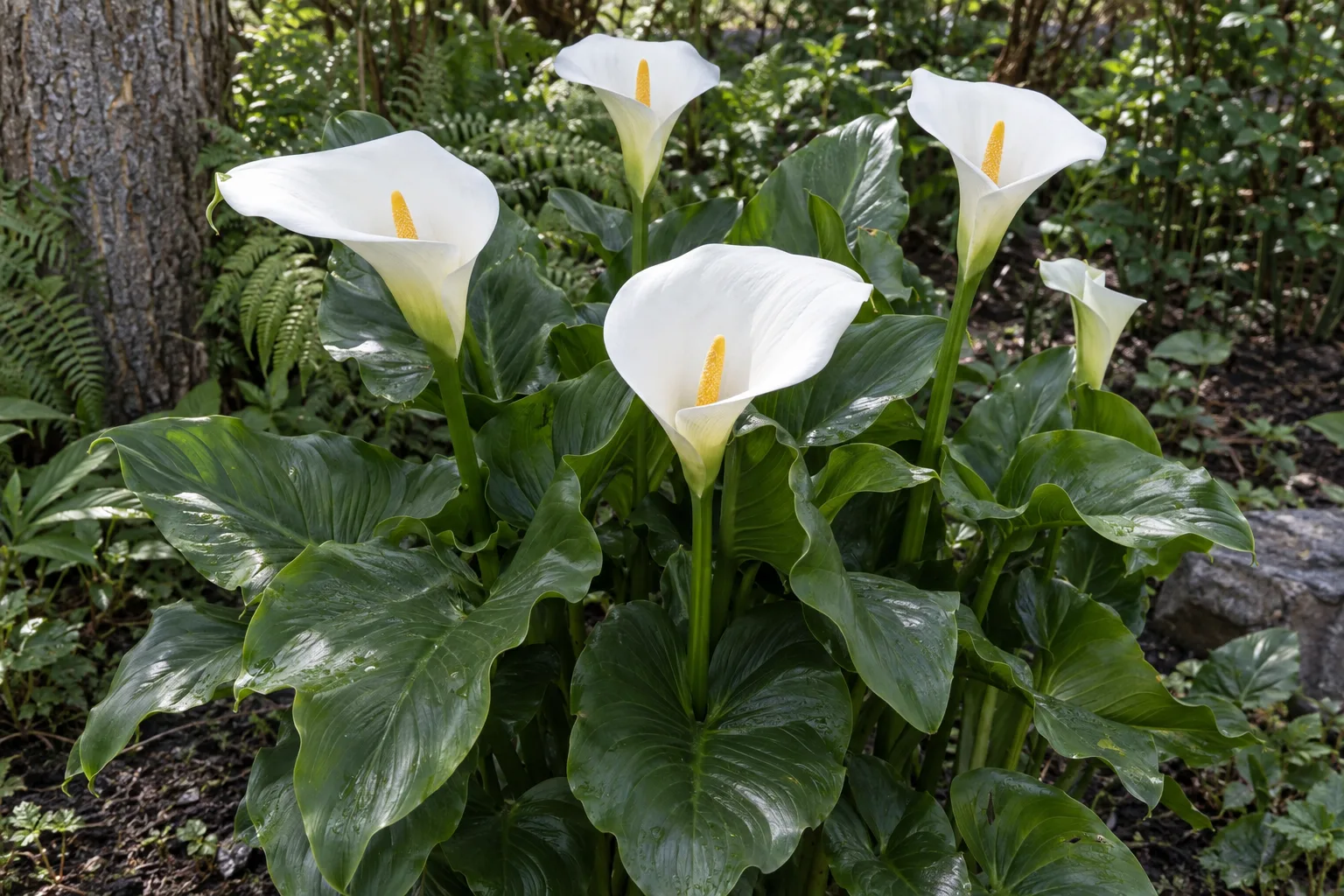 Calla lily with white funnel-shaped blooms and glossy arrow-shaped leaves in a shaded garden bed