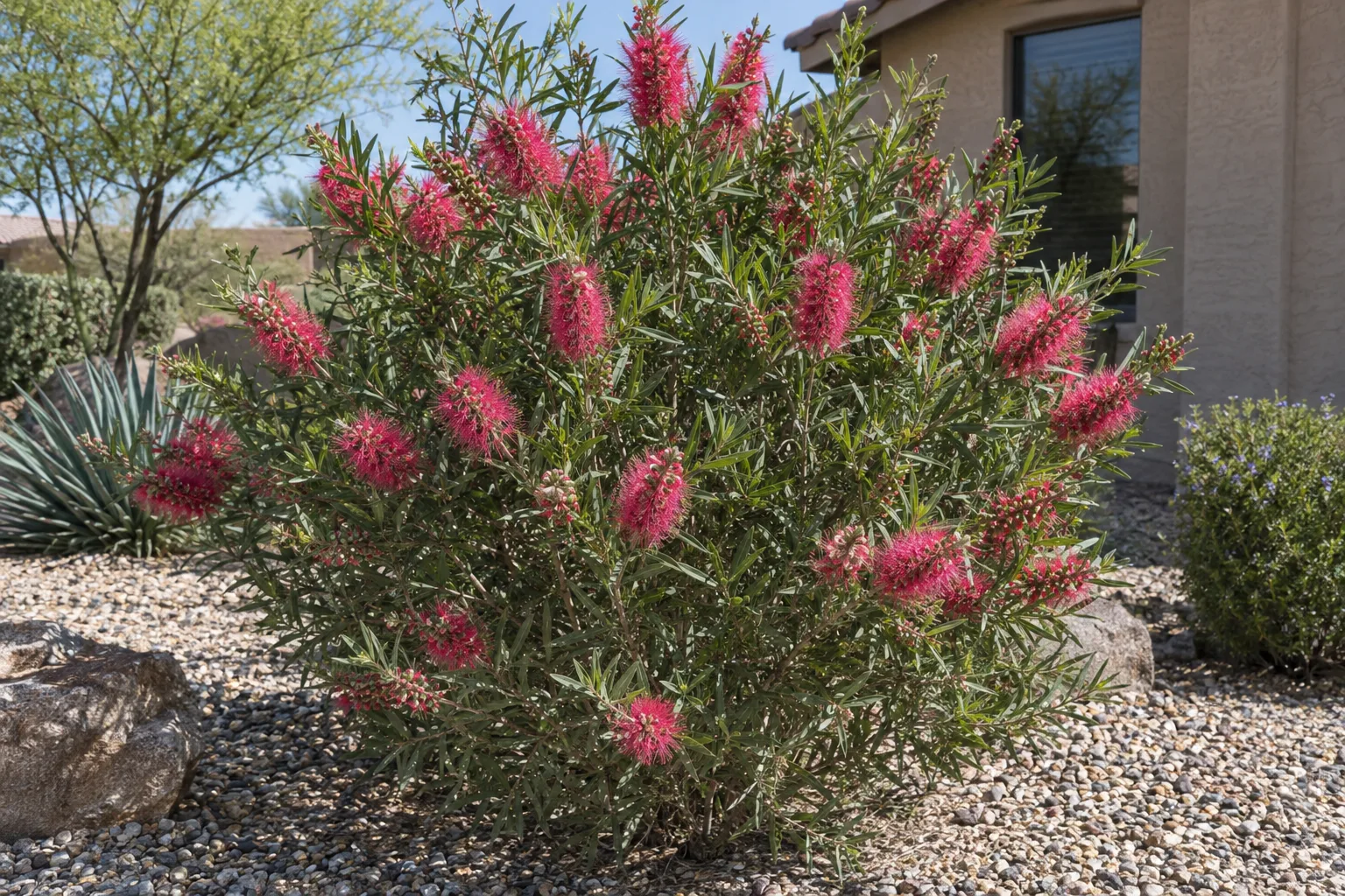 Neon Pink bottlebrush shrub with narrow green leaves and vivid pink brush-like flower spikes