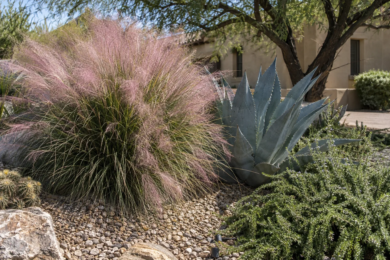 Pink muhly plumes beside a blue agave and trailing rosemary in a desert planting
