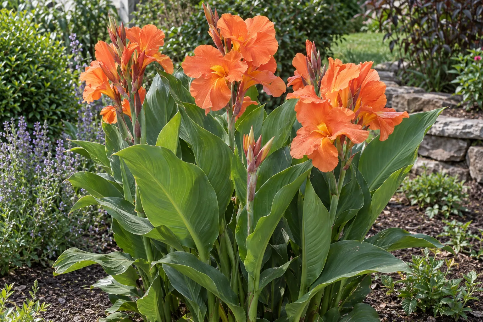 Canna lily with soft orange flowers above broad green leaves in a garden bed