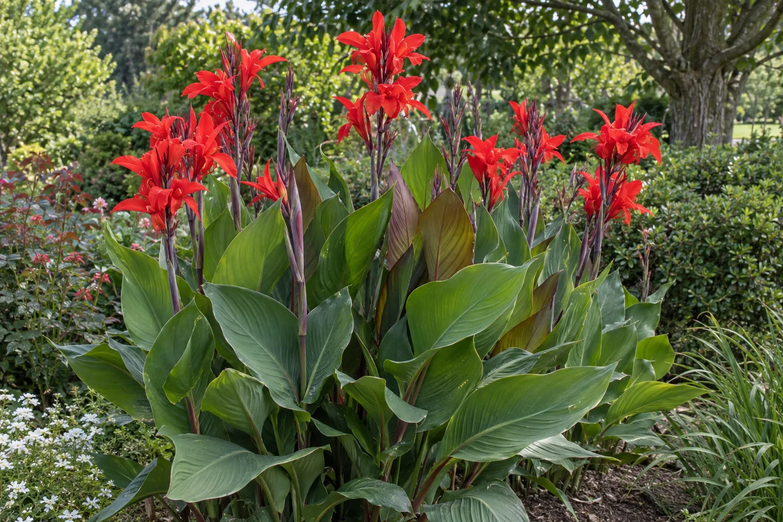 Canna lily with red flowers above broad green leaves