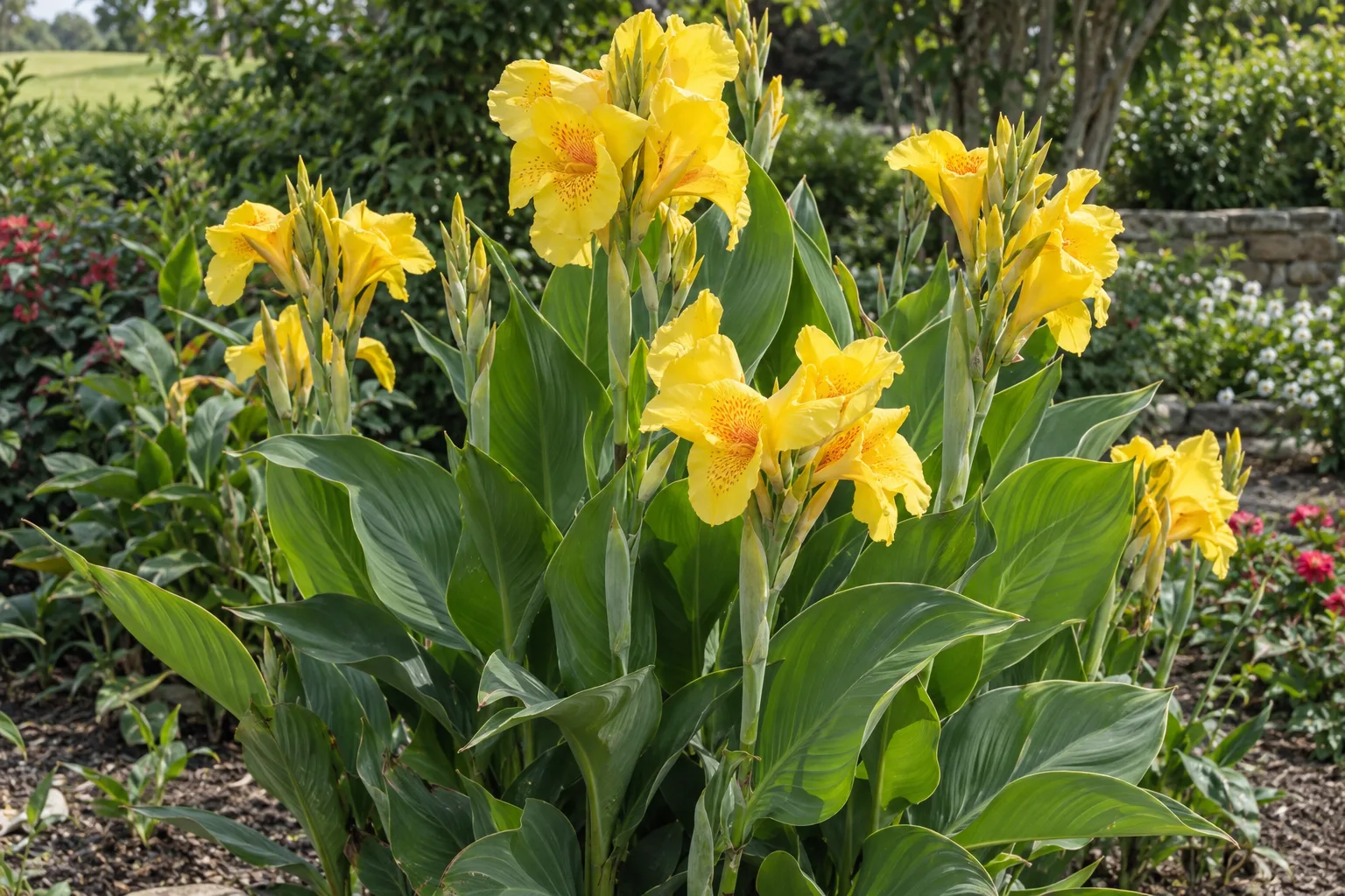 Yellow canna lily with bright yellow flowers above broad green leaves in a garden bed