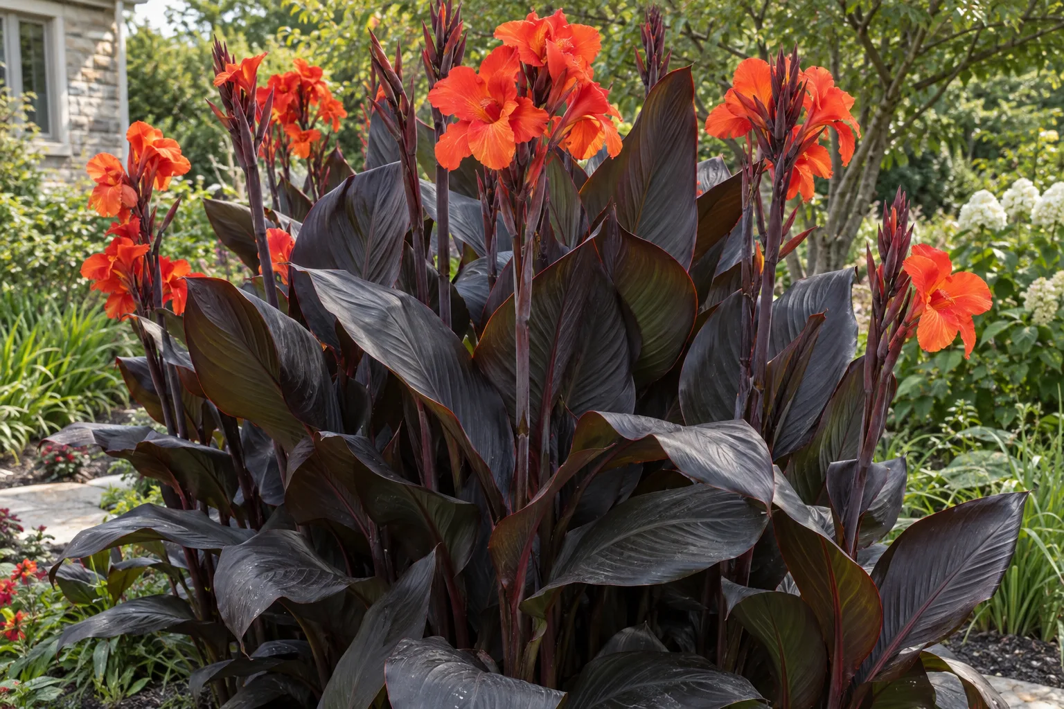 Tropicanna Black canna lily with near-black burgundy leaves and orange-scarlet flowers