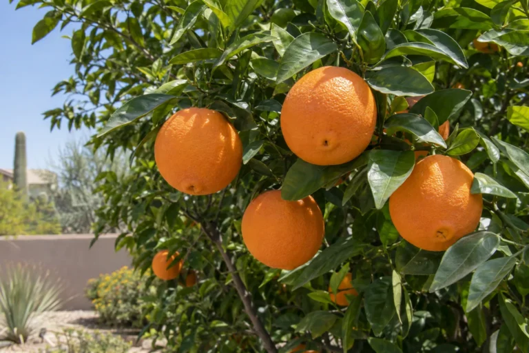 Cara Cara navel orange tree with ripe bright orange navel oranges among glossy dark green leaves