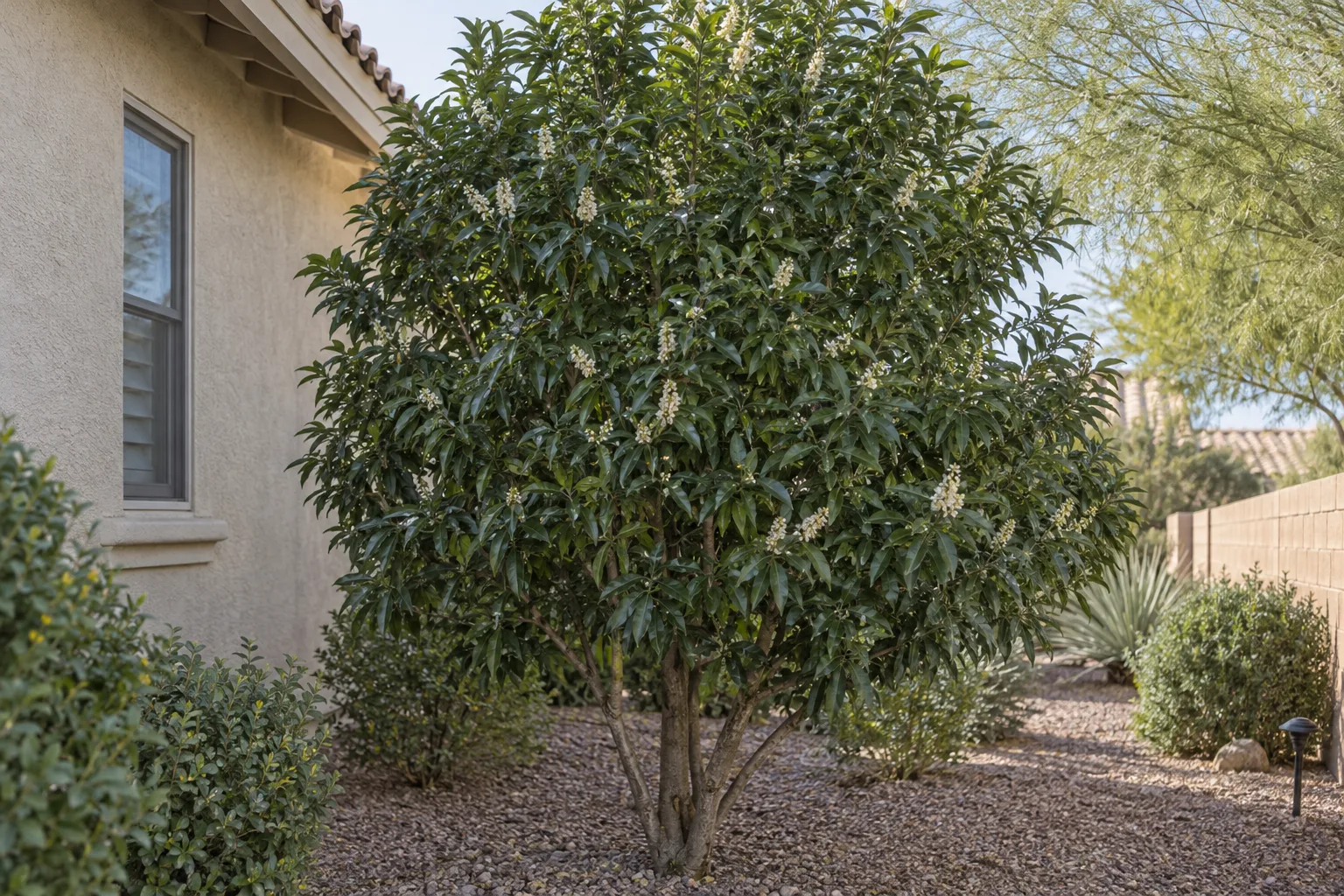Carolina cherry laurel with dense glossy dark green leaves and small creamy white flower spikes