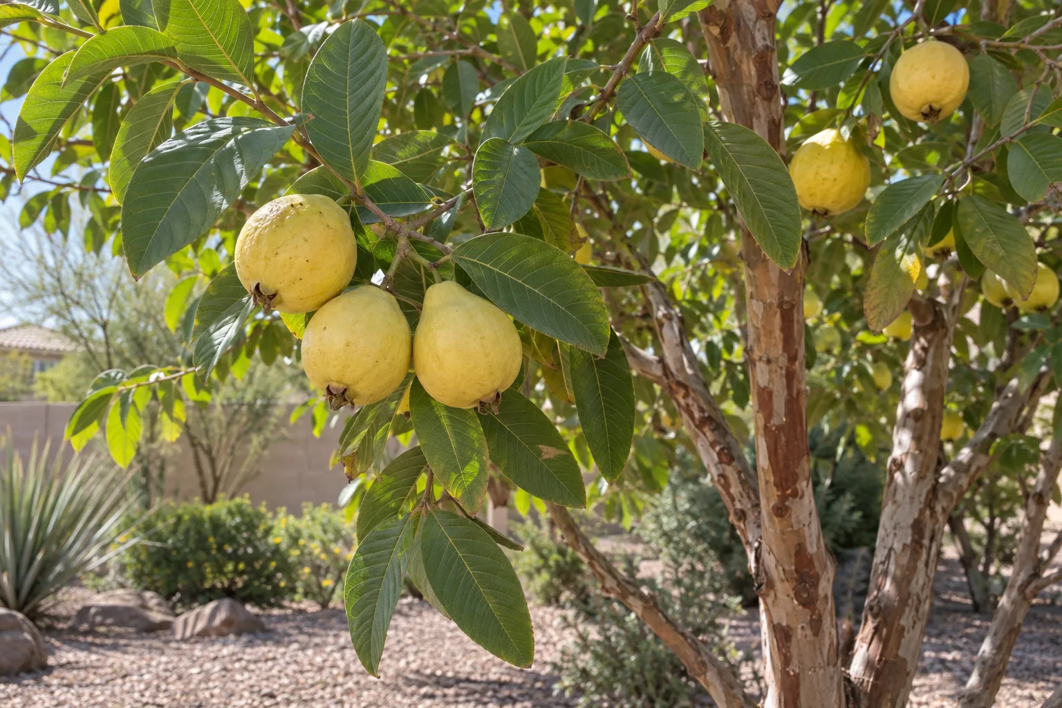 Cartagena guava branches with veined green leaves and ripe light yellow fruit above peeling tan bark