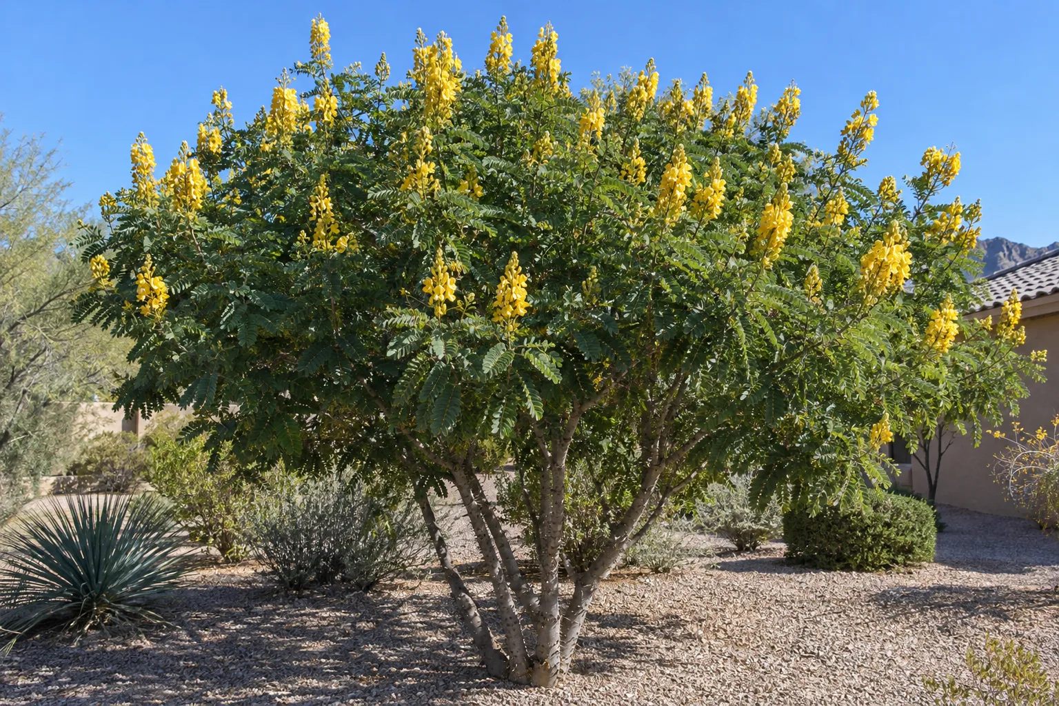 Cascalote, a small multi-trunk tree with thorny gray trunks and upright spikes of yellow flowers, in a gravel yard