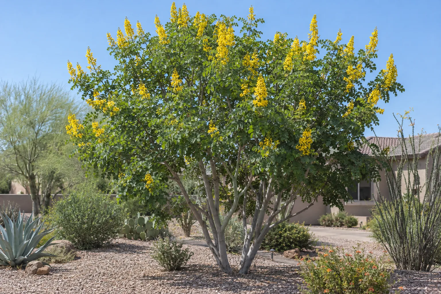 Smoothie cascalote, a small thornless multi-trunk tree with upright spikes of yellow flowers, in a gravel yard