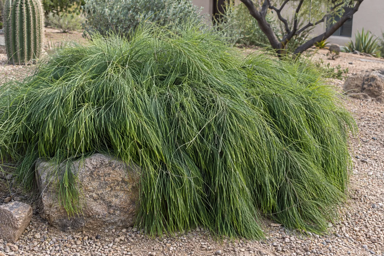 Cousin It casuarina forming a shaggy mound of drooping hairlike green branchlets