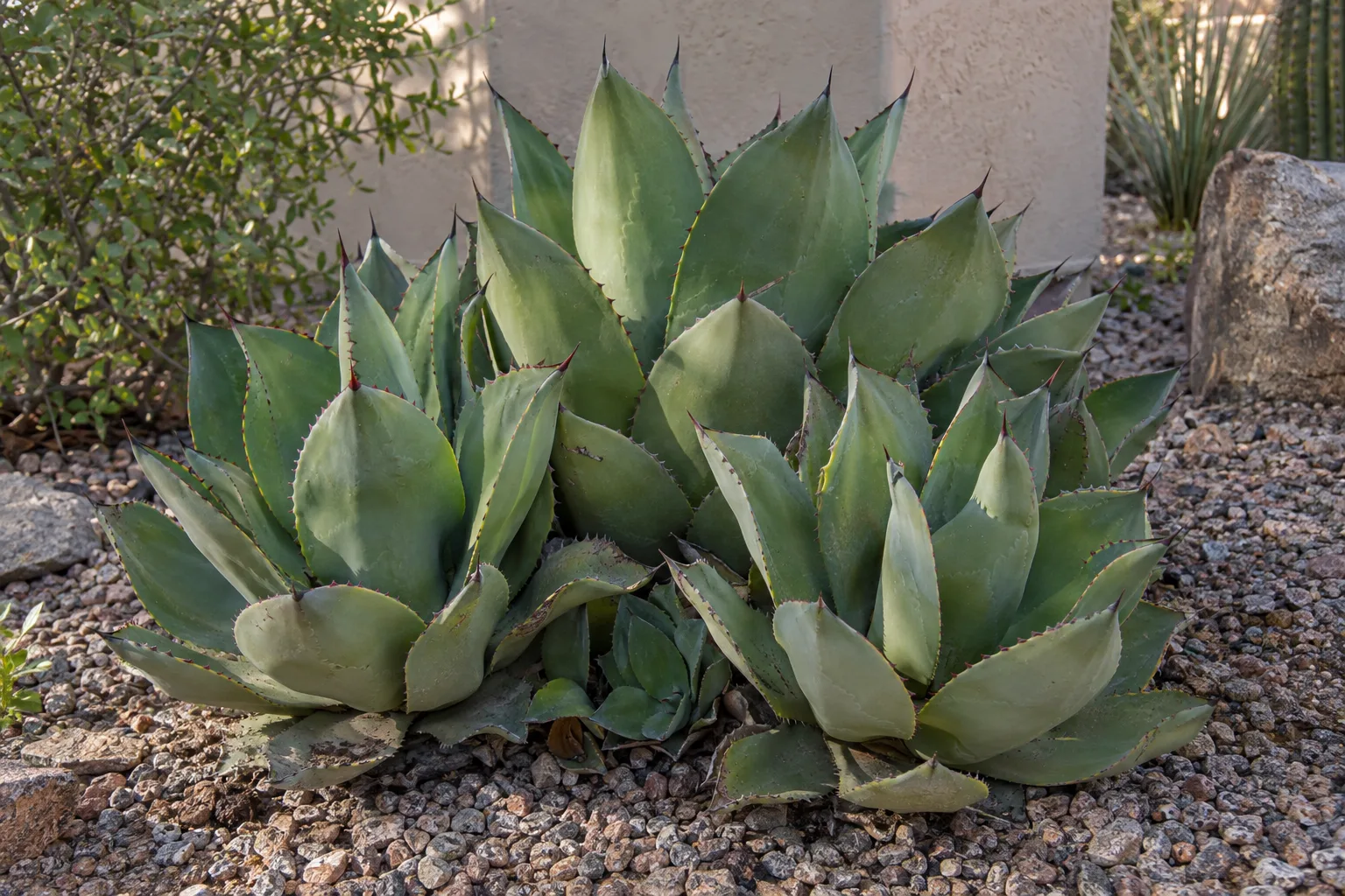 Celsii agave cluster of soft blue-green fleshy rosettes in gravel beside a shaded patio wall
