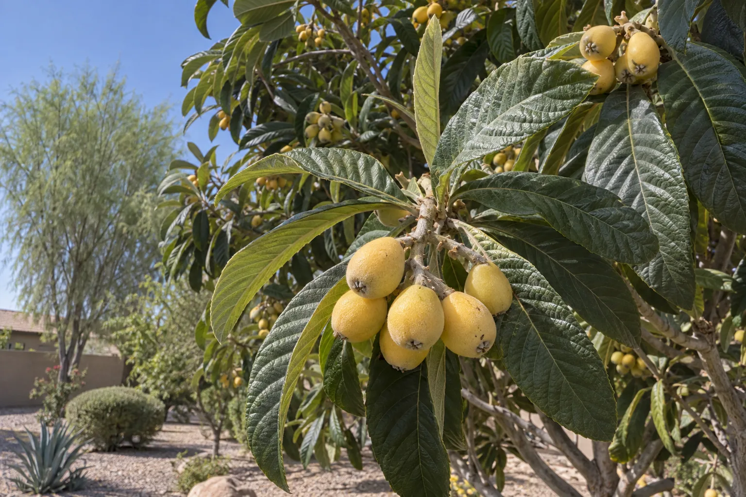 Champagne loquat tree with bold dark green leaves and clusters of pale yellow oval fruit
