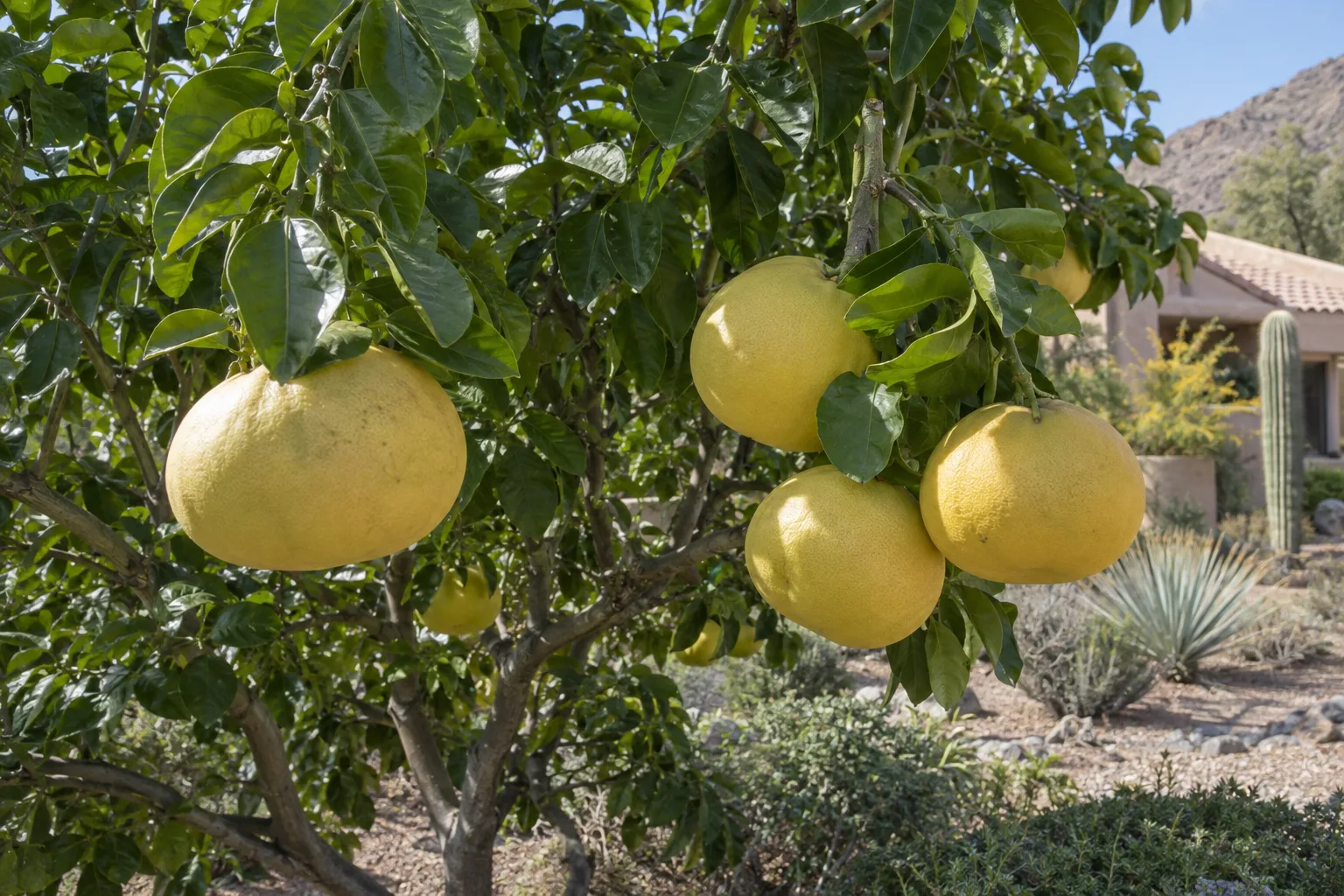 Chandler pummelo tree branches with very large round pale yellow fruit and glossy dark green leaves