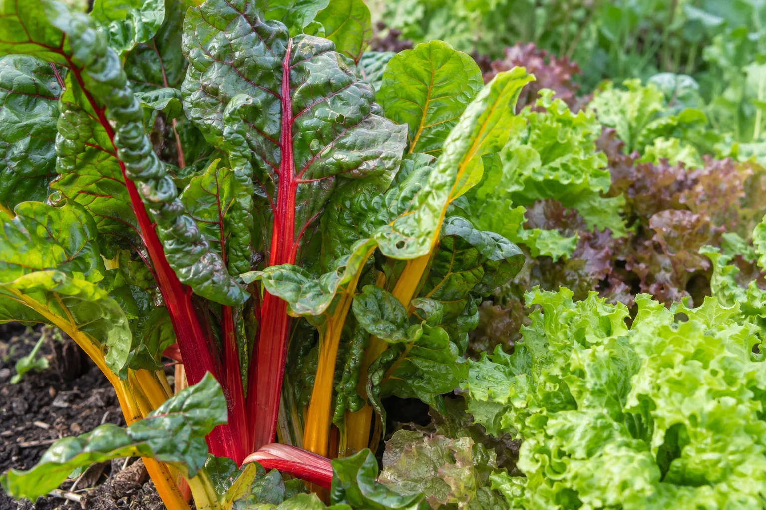 Bright chard stems and ruffled loose-leaf lettuce growing side by side in garden soil