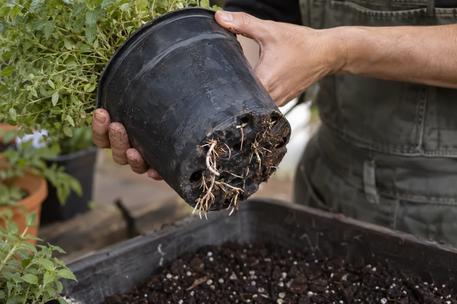 Hands tipping a black nursery pot to inspect roots at the drainage holes