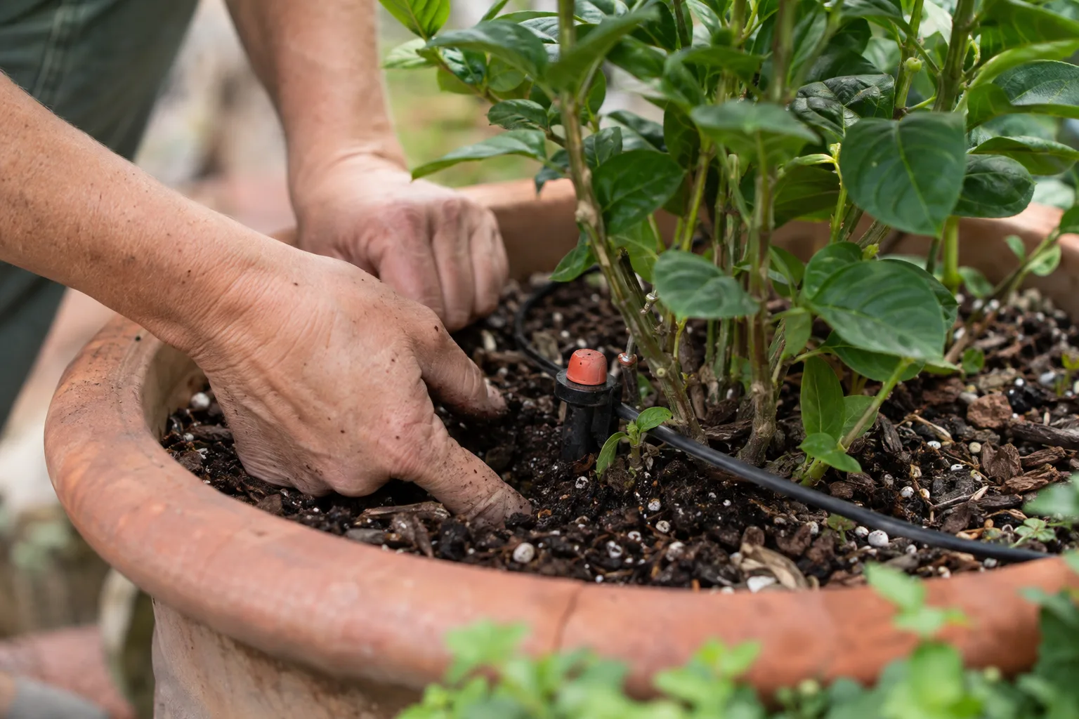 Gardener checking soil moisture in a flowering pot with a drip emitter nearby