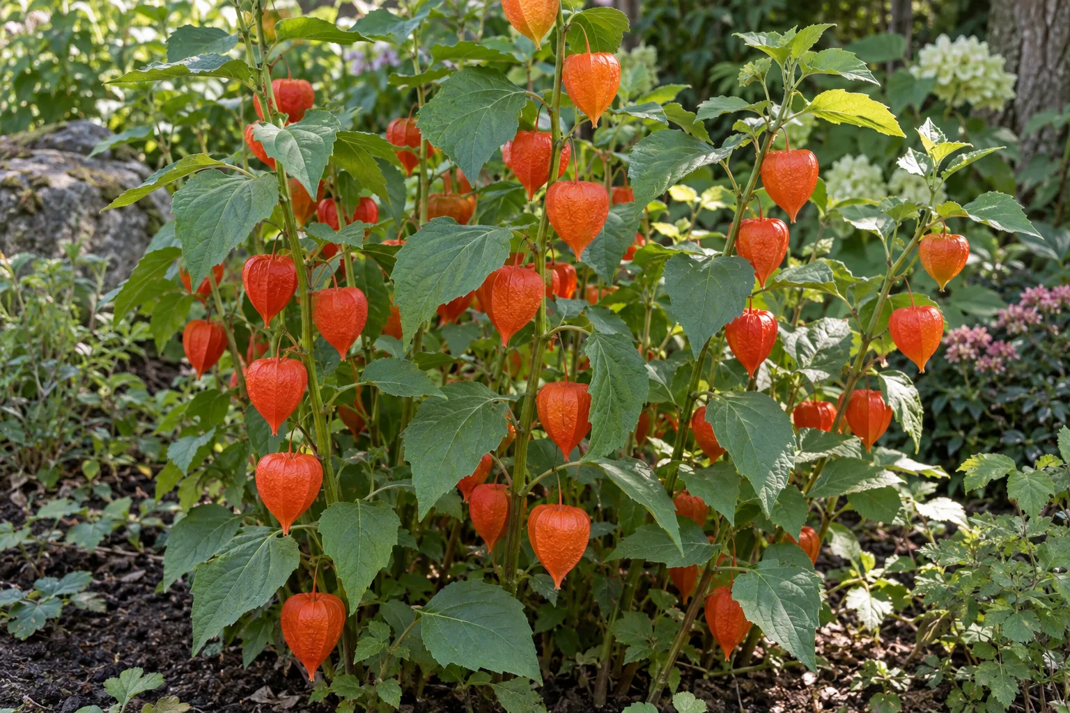 Chinese lantern plant with papery orange-red lantern husks hanging from leafy green stems
