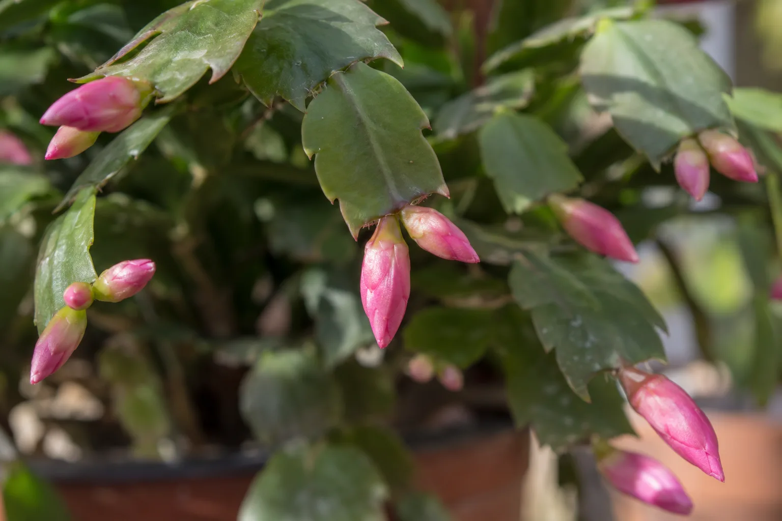 Tiny pink buds forming at the tips of flat green Christmas cactus segments