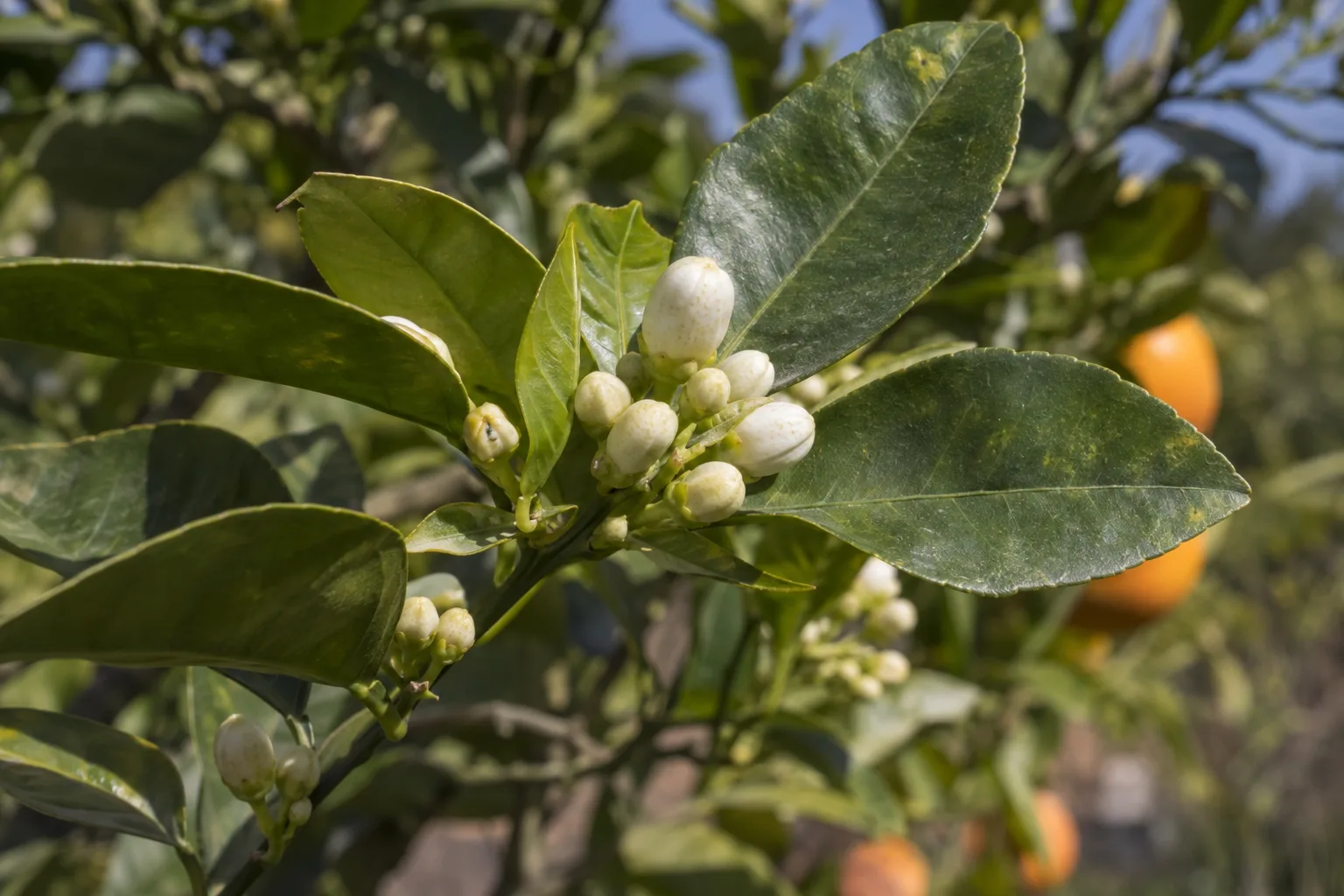Citrus branch tip with small flower buds forming before spring bloom in Queen Creek