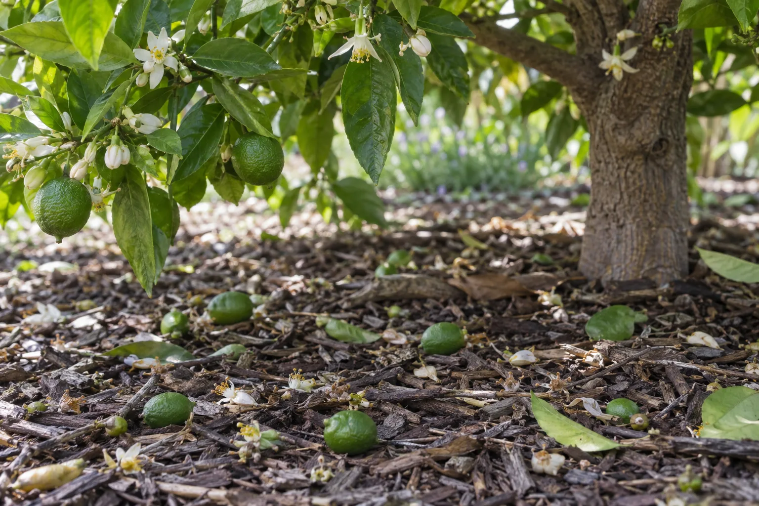 Pea-sized green citrus fruitlets on wood chip mulch beneath a healthy citrus tree