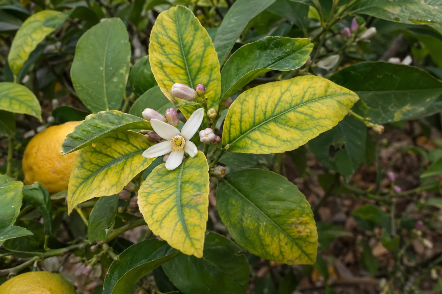 Citrus leaves yellowing between green veins, a sign of iron chlorosis