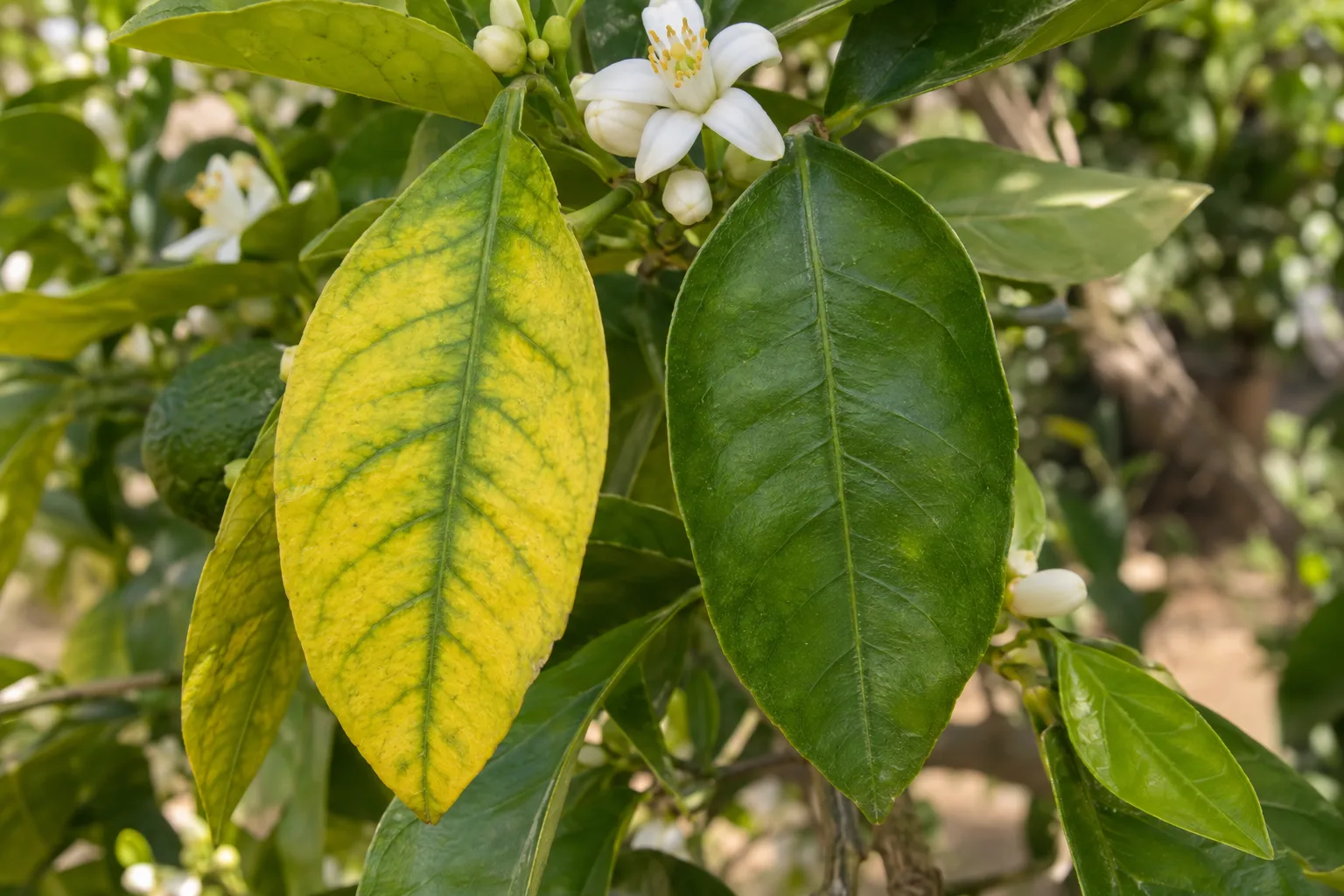 Citrus leaf with yellow tissue and green veins beside a healthy green leaf