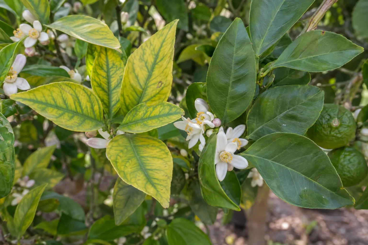 Citrus leaves with yellow tissue and green veins next to healthy dark green leaves