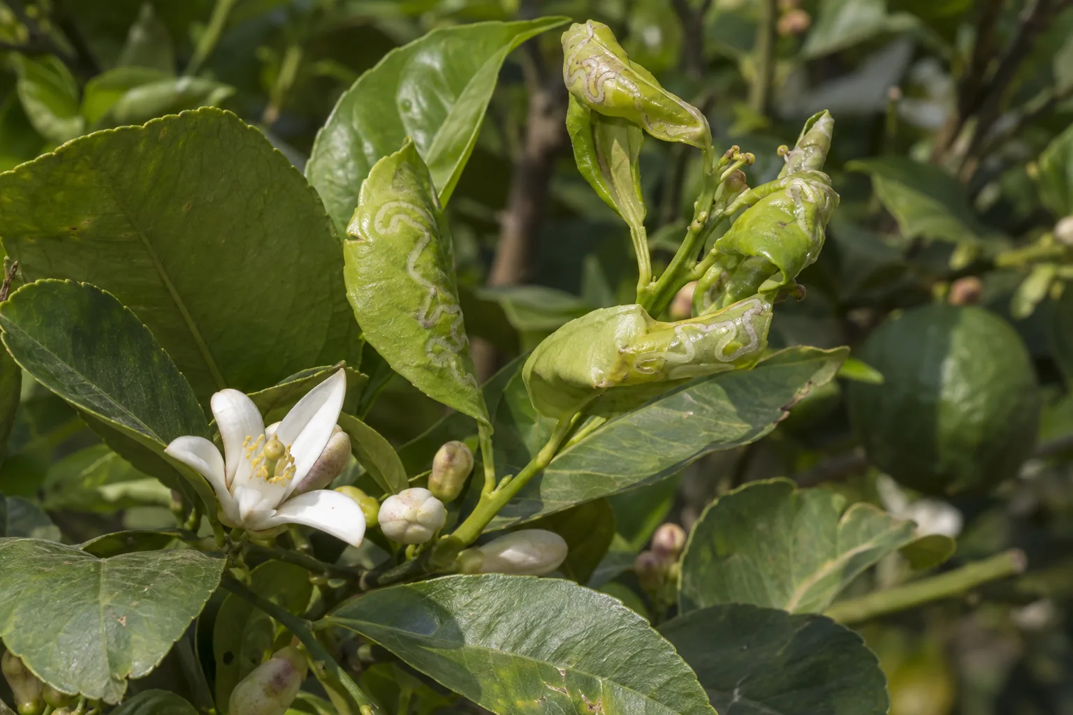 Curled new citrus leaves with silvery leafminer trails, a common spring stress in Queen Creek