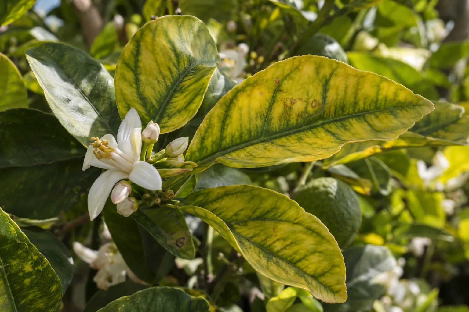 Citrus leaves showing yellow tissue between green veins from iron deficiency in alkaline soil