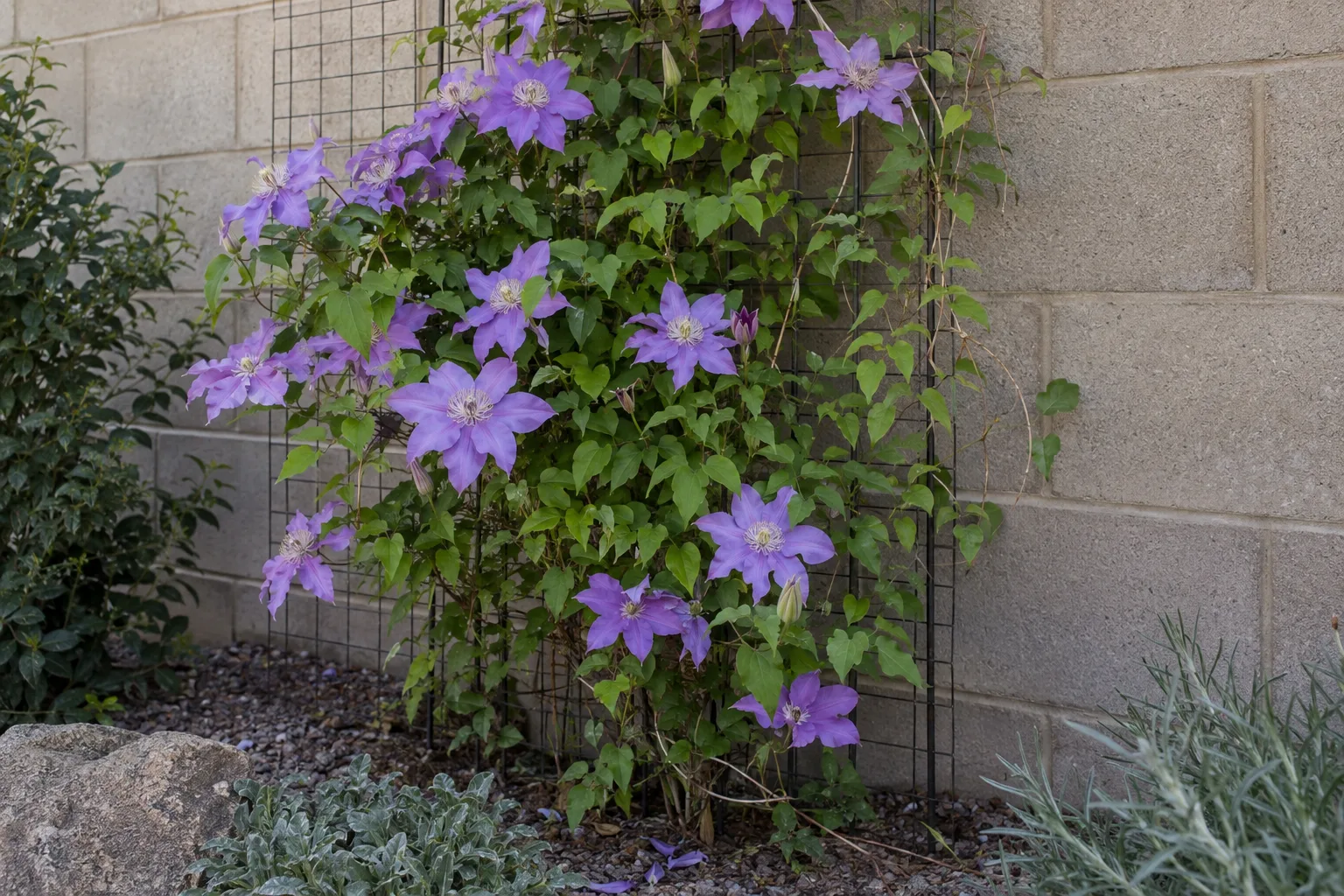 Blooming clematis vine climbing a wire trellis on a shaded block wall in an Arizona garden