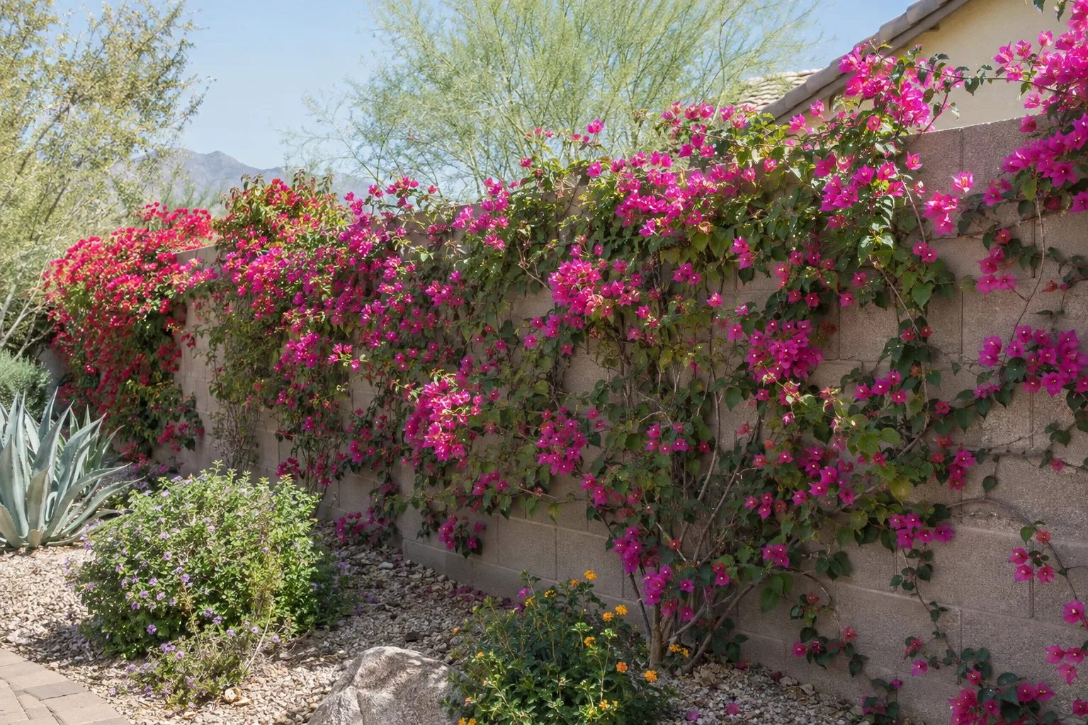 Flowering vines covering a backyard block wall in an Arizona garden in April