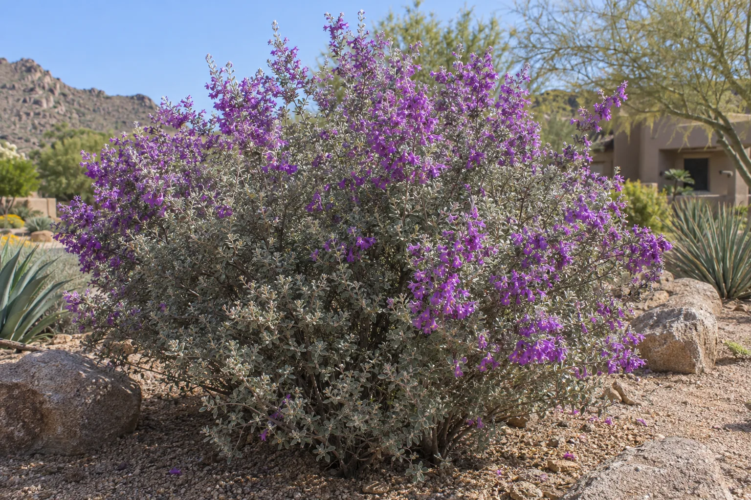 Convent sage shrub with silver-gray foliage and deep purple flowers in a gravel bed with boulders