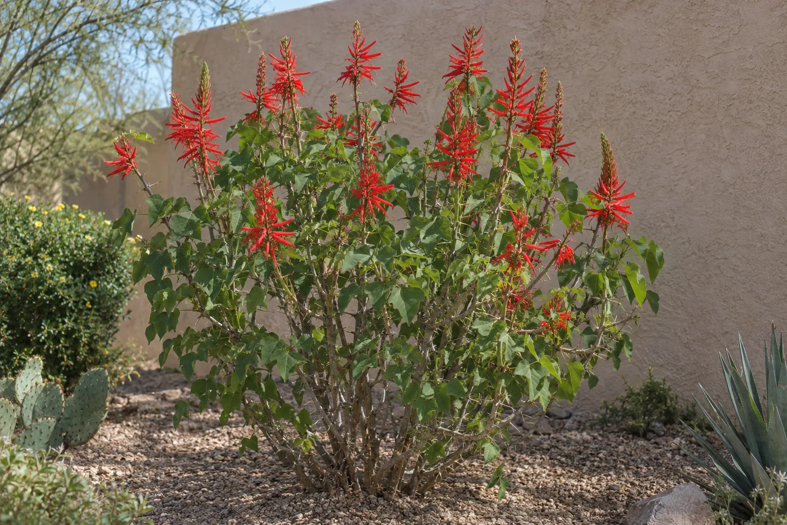 Coral bean, an upright shrub with three-part leaves and tall spikes of tubular scarlet flowers, by a wall