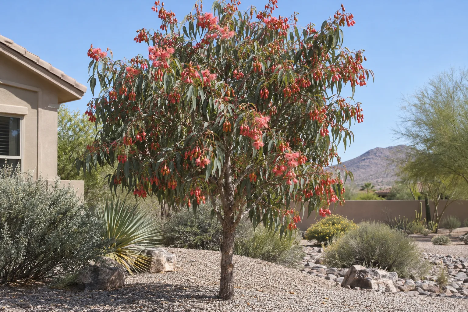 Coral gum eucalyptus, a small tree with gray-green leaves, coral-red buds and fluffy coral-pink flowers