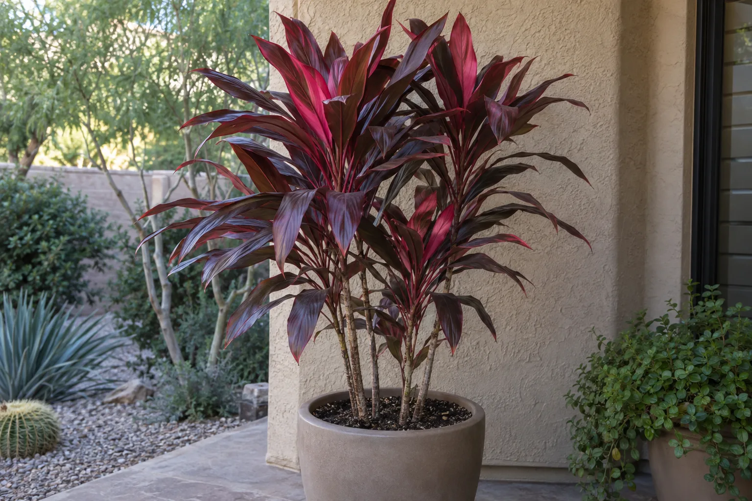 Cordyline ti plant with glossy burgundy-red leaves in a large pot on a shaded patio