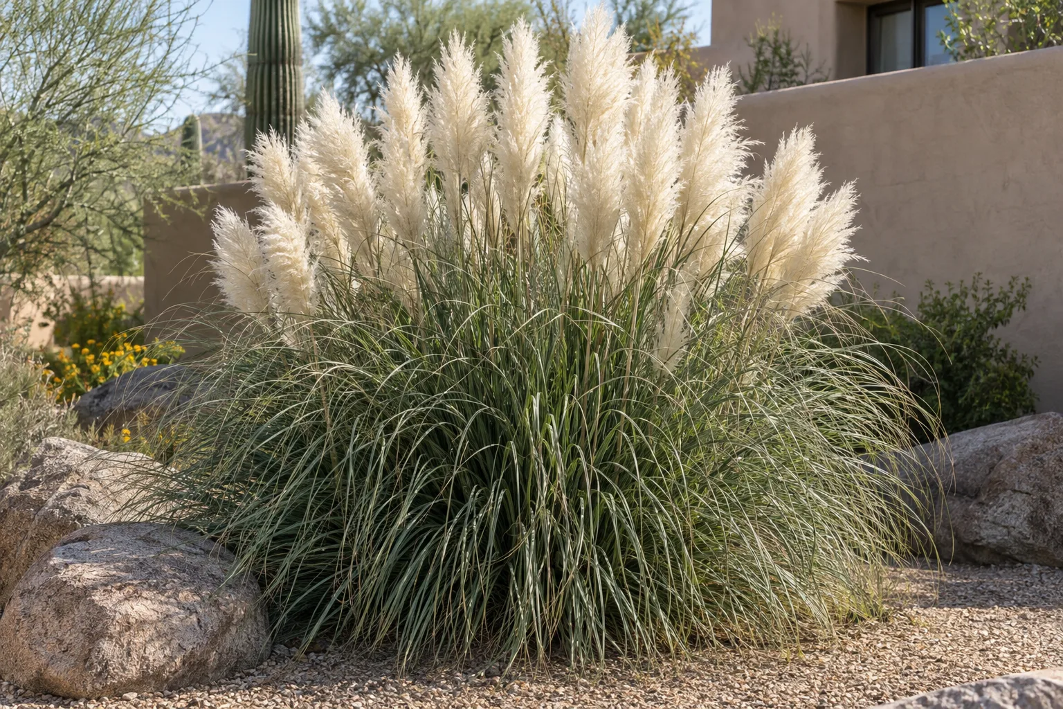 Ivory Feathers dwarf pampas grass clump with upright ivory-white plumes in a gravel bed