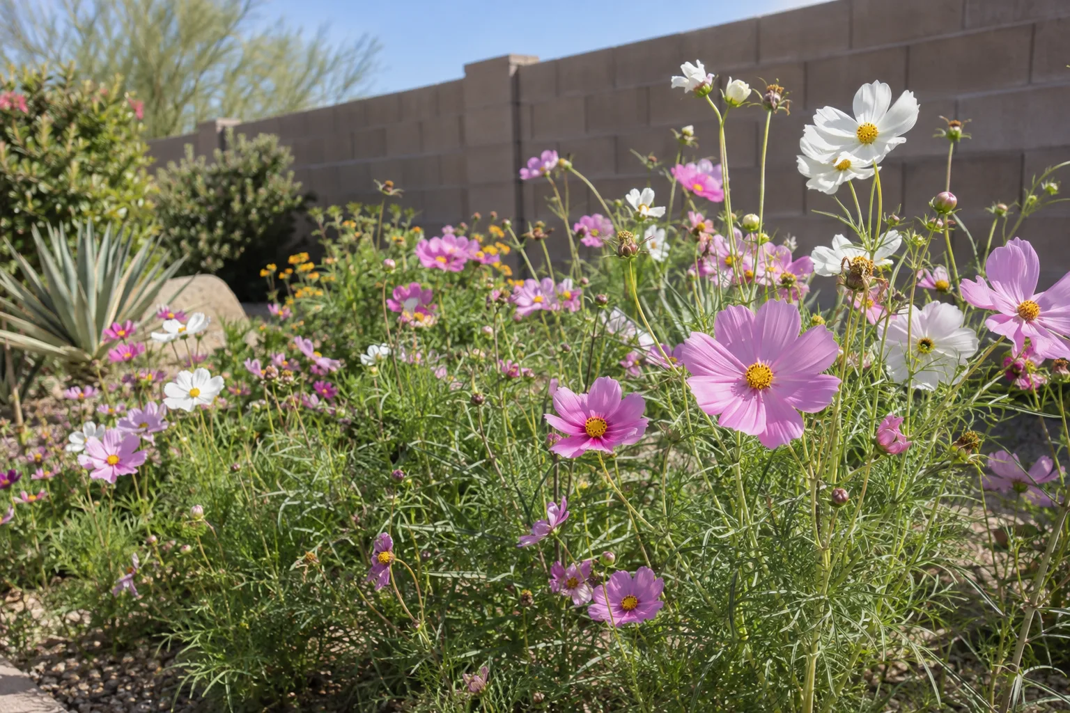 Pink and white cosmos blooming in a sunny desert garden bed against a block wall