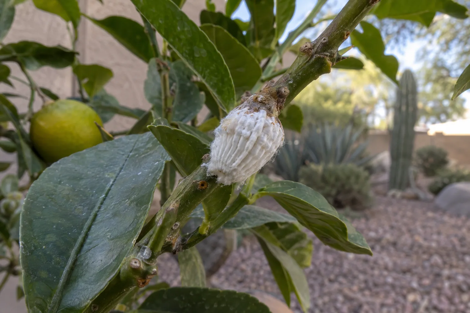 Fluted white cottony cushion scale egg sac on a citrus twig