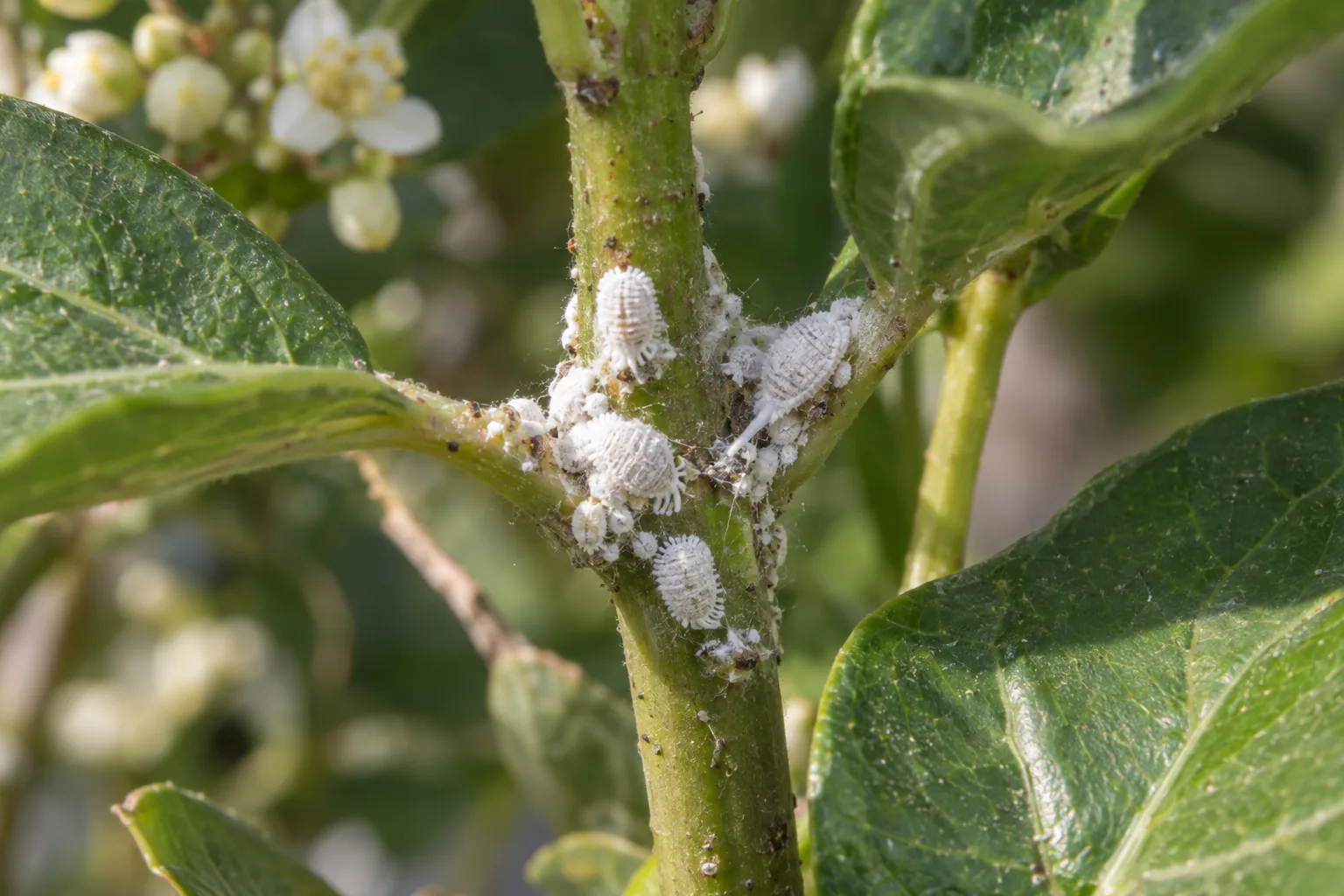 Cottony white mealybug clusters at a leaf joint on a green shrub stem