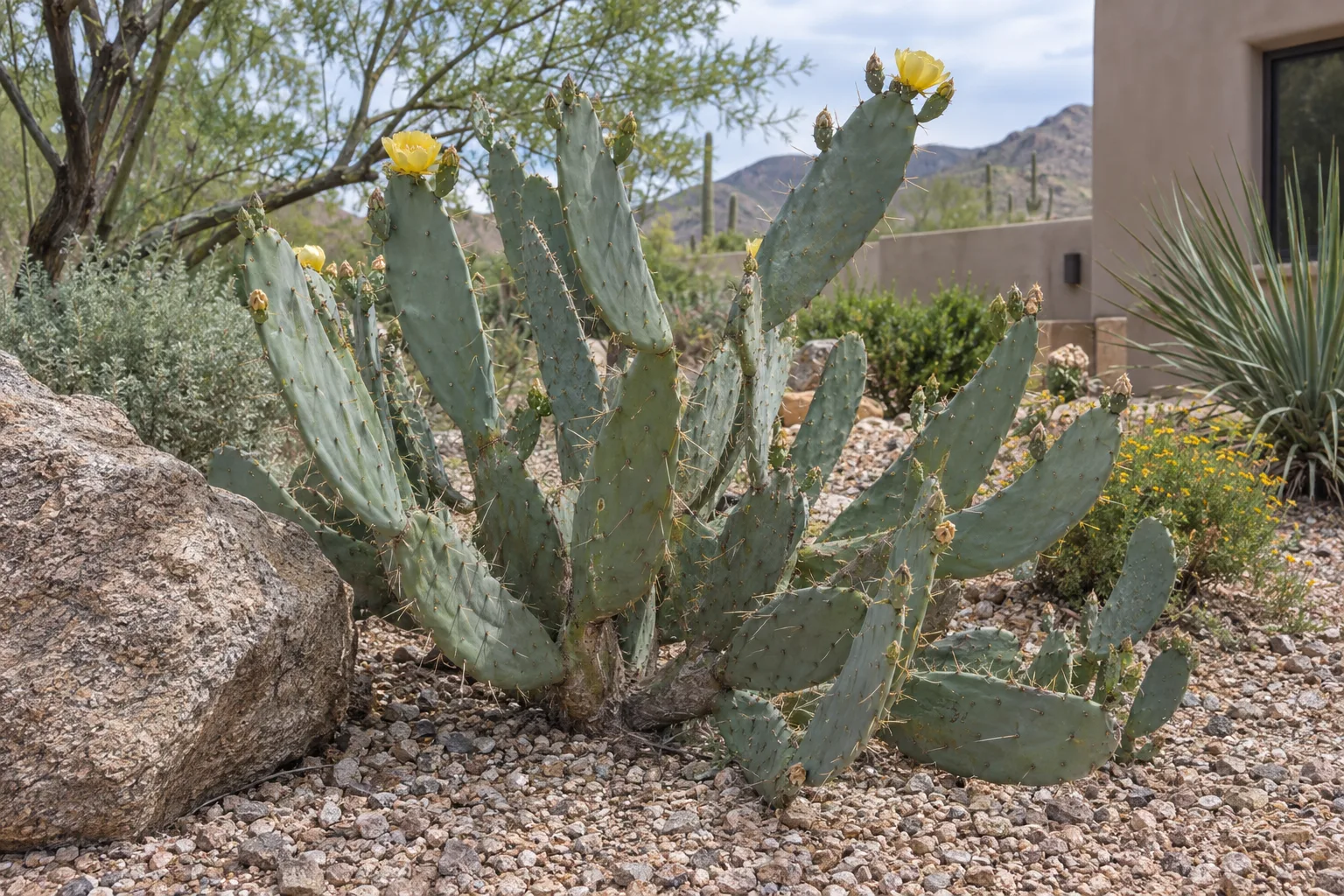 Cow tongue prickly pear with long tongue-shaped blue-green pads and yellow flowers in a gravel bed