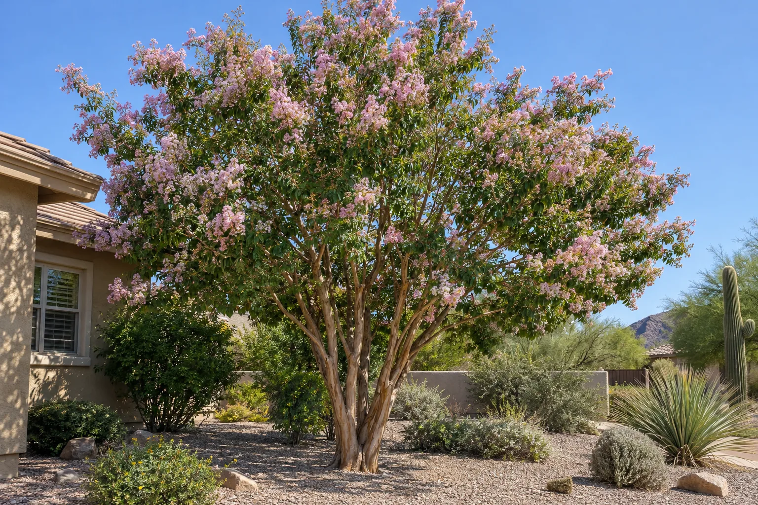 Biloxi crape myrtle tree with cinnamon-brown peeling trunks and pale pink flower clusters in a gravel yard