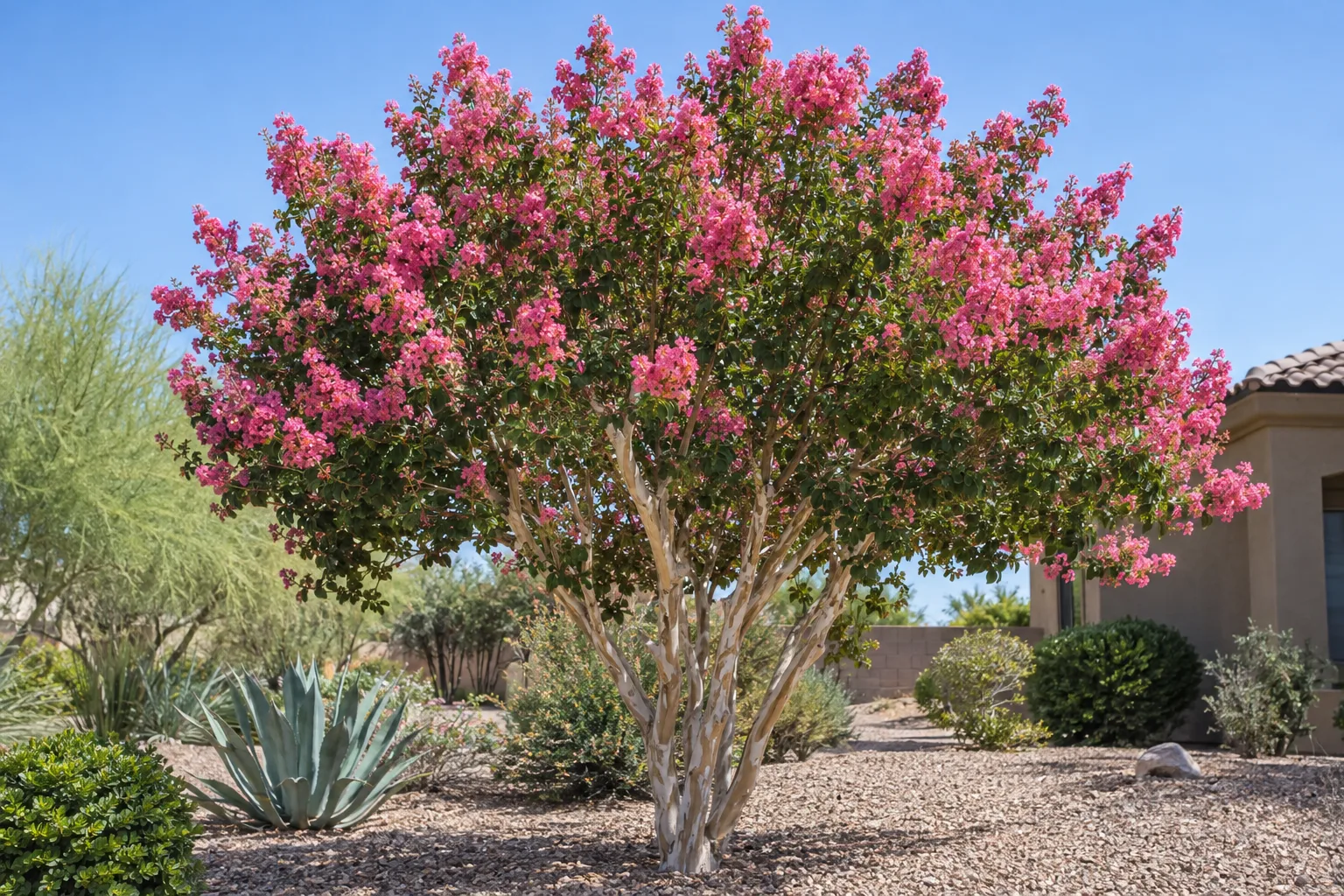 Crape myrtle tree with smooth mottled trunks and pink summer flower clusters in a gravel yard
