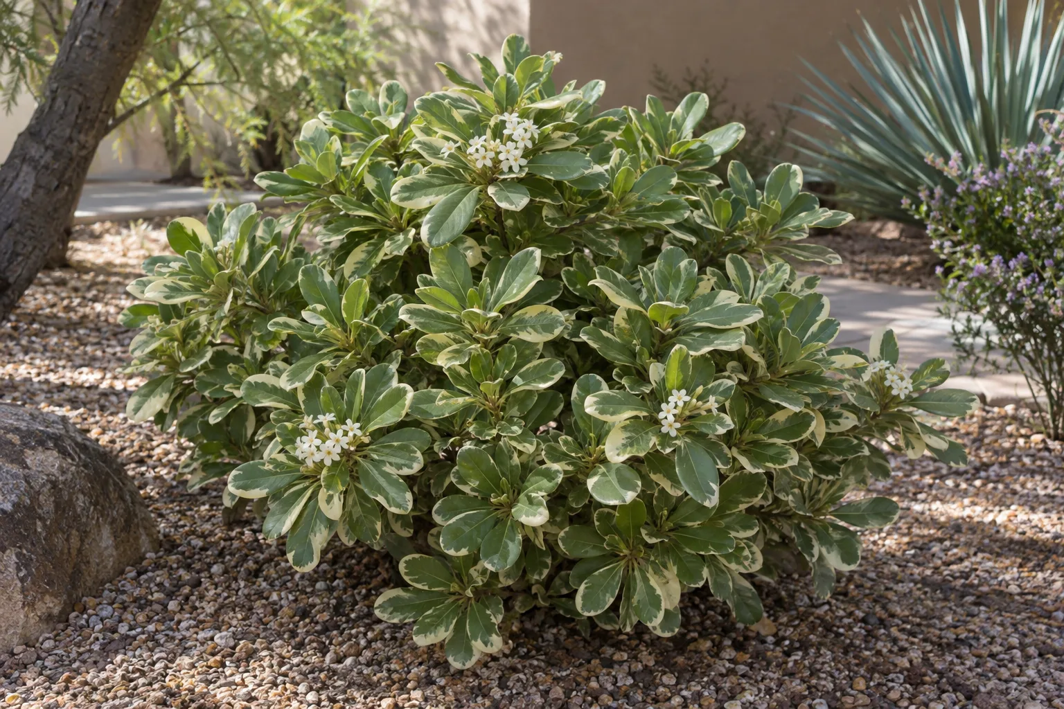 Cream de Mint pittosporum, a dwarf mounded shrub with mint green and cream variegated leaves, in a gravel bed