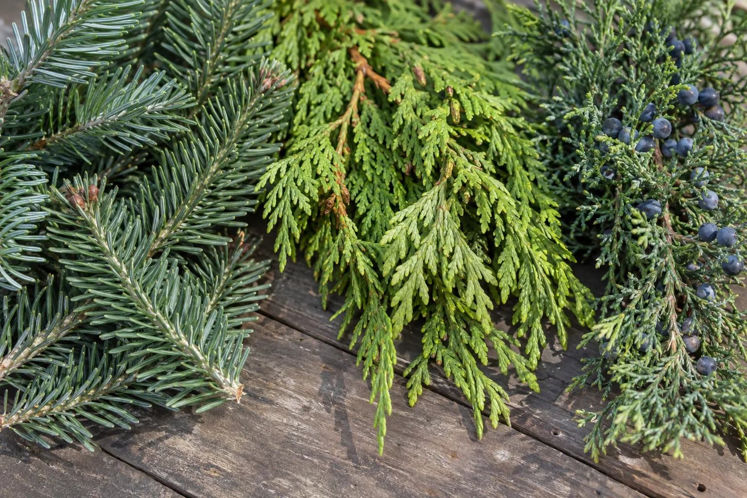 Cut noble fir, incense cedar and juniper branches laid out for comparison