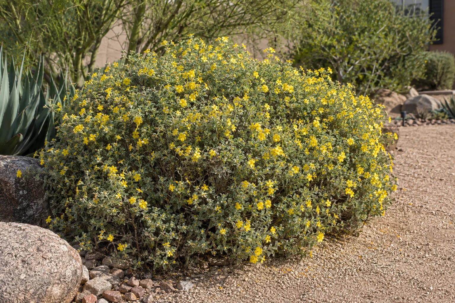 Rounded damianita mound with tiny yellow flowers growing beside decomposed granite and rock