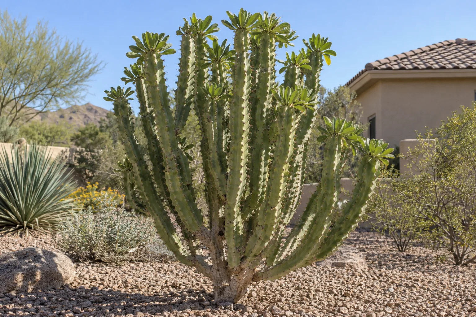 Danda thor euphorbia with upright ribbed green branches and leafy tips in a gravel yard