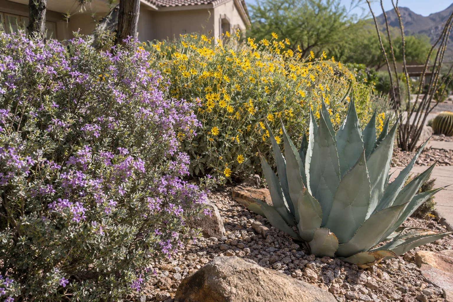 Mixed desert-adapted planting of Texas sage, brittlebush and agave in spring sunlight