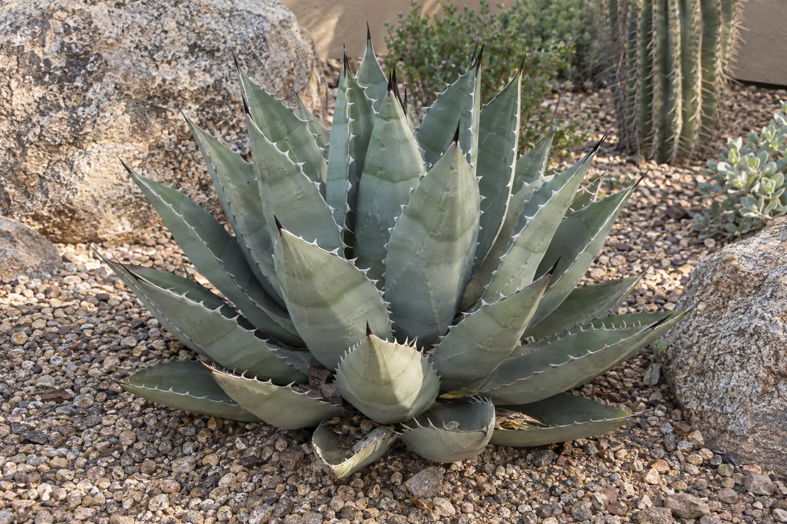 Desert agave, a compact grey-green spiny rosette in coarse gravel between boulders