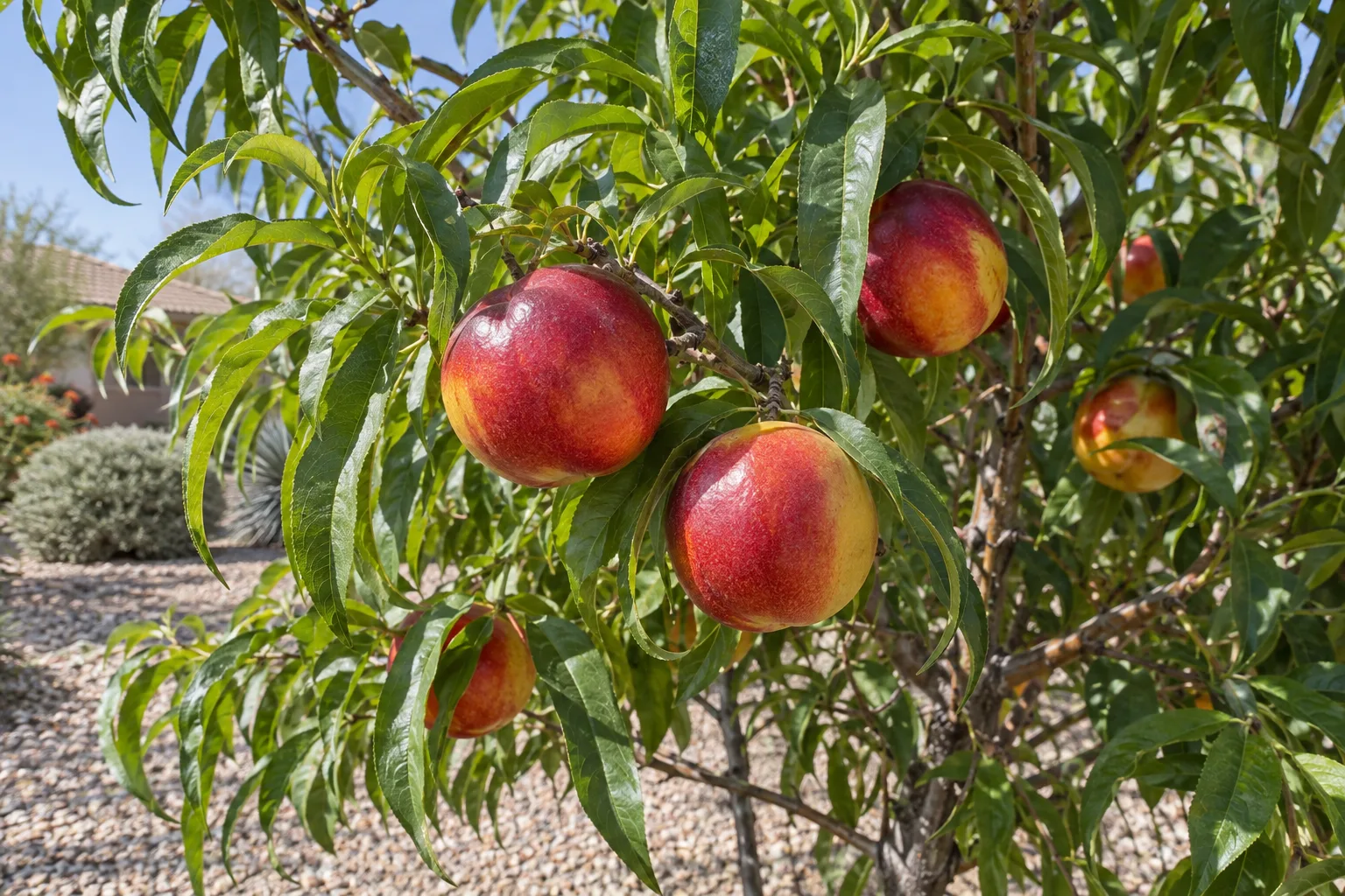Desert Delight nectarine tree with narrow green leaves and smooth red-blushed yellow fruit